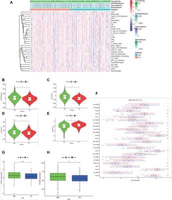 Exploration of Reduced Mitochondrial Content–Associated Gene Signature and Immunocyte Infiltration in Colon Adenocarcinoma by an Integrated Bioinformatic Analysis